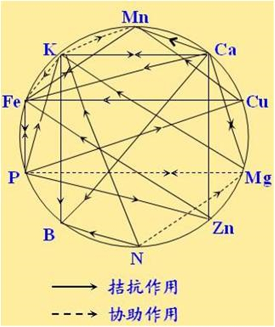 原料型鉀肥和鎂肥為什么會發(fā)生拮抗？