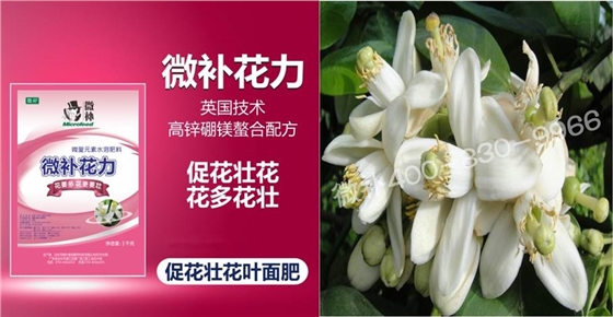 蜜柚促花壯花除了補(bǔ)磷還需要補(bǔ)硼鋅？