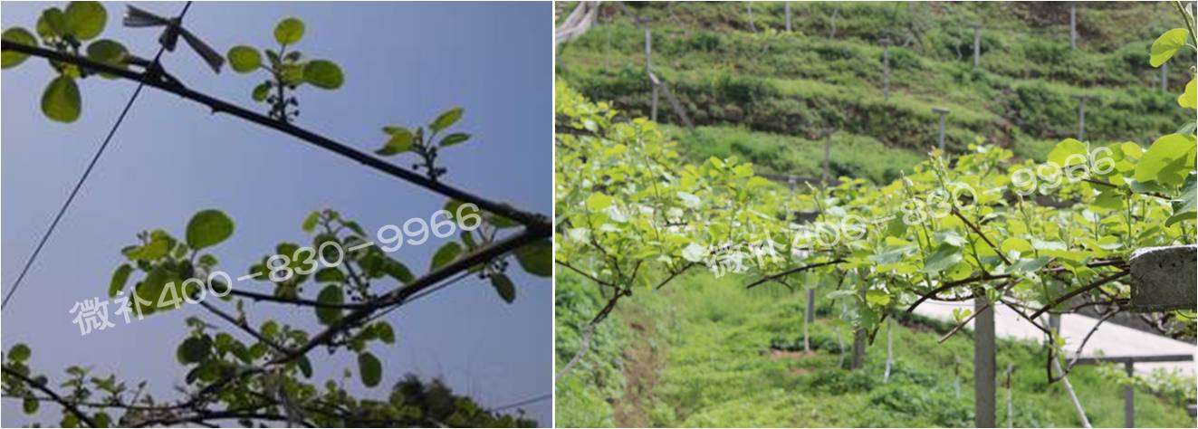 獼猴桃萌芽期如何施肥，才能促進(jìn)萌芽齊、萌芽壯？