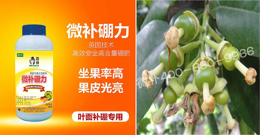 蜜柚促花壯花除了補(bǔ)磷還需要補(bǔ)硼鋅？