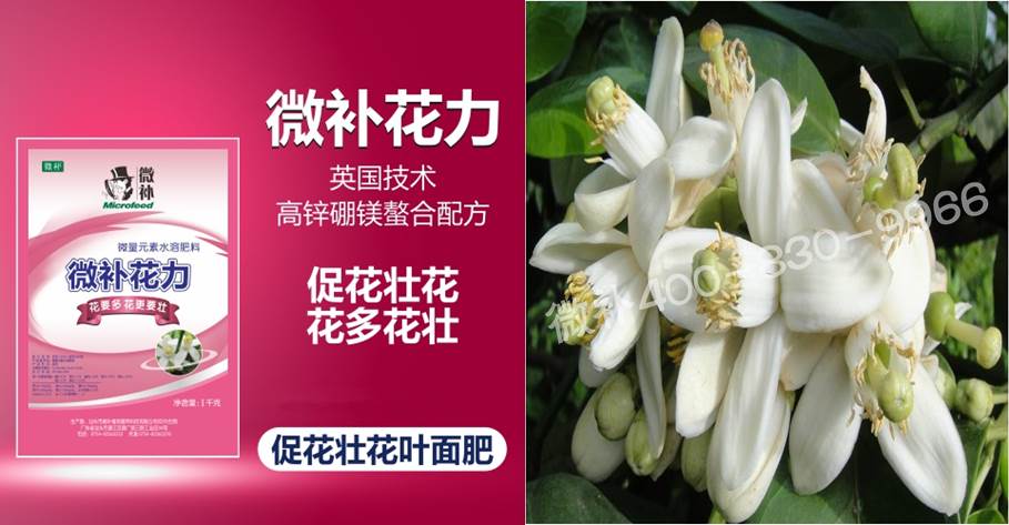 蜜柚促花壯花除了補(bǔ)磷還需要補(bǔ)硼鋅？