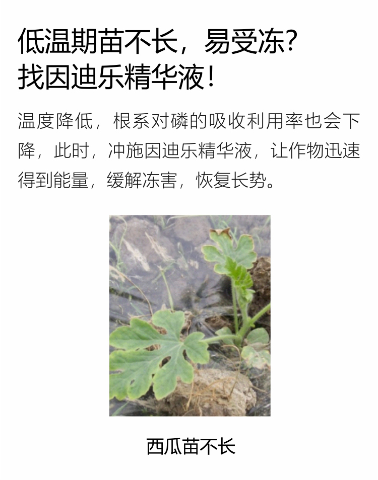 因迪樂精華液(1)_03.jpg