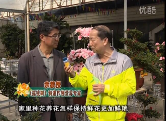 20160118珠江臺(tái)搖錢樹：家庭花卉用綠夫人600度鮮花營(yíng)養(yǎng)液，花開鮮艷、花期長(zhǎng)