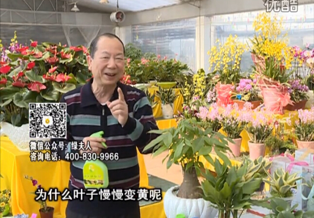 20160307珠江臺搖錢樹：陰生植物也不好種，黃葉多長勢弱？用綠夫人來呵護