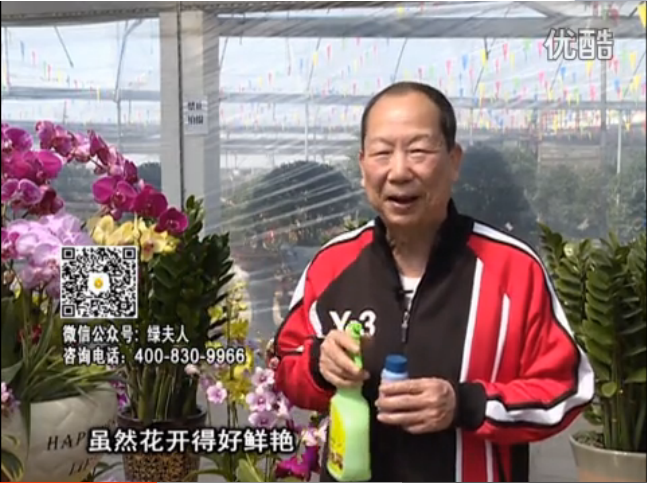 20160314珠江臺(tái)搖錢樹：家種鮮花、鮮切花，用綠夫人600度鮮花液保花艷、花期長(zhǎng)