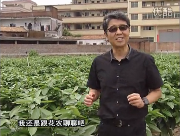 20160606珠江臺搖錢樹：觀葉植物用微補方案，壯根提長、保葉抗病好！