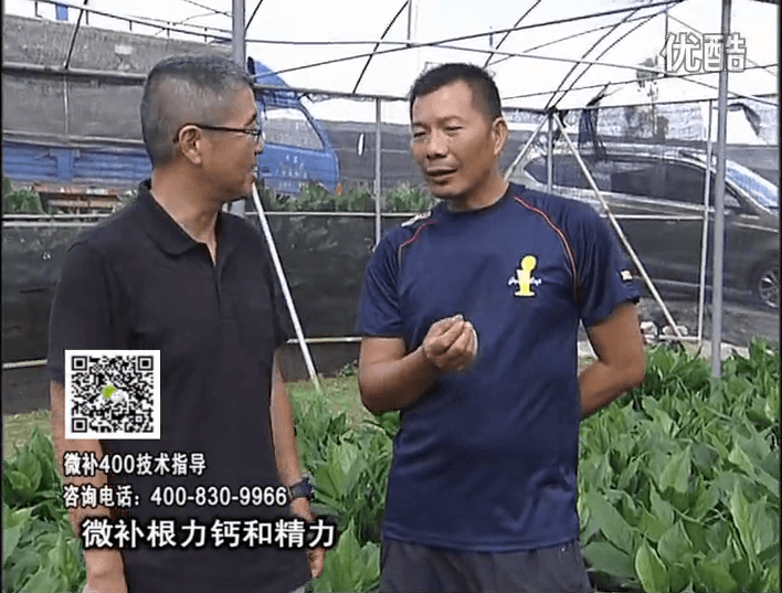 珠江臺搖錢樹：盆栽綠植澆施微補根力鈣+精力，促根多長勢青綠