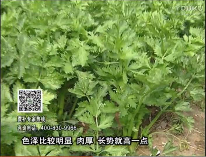 20170109珠江臺搖錢樹：葉菜如何種？長勢好又高產(chǎn)！