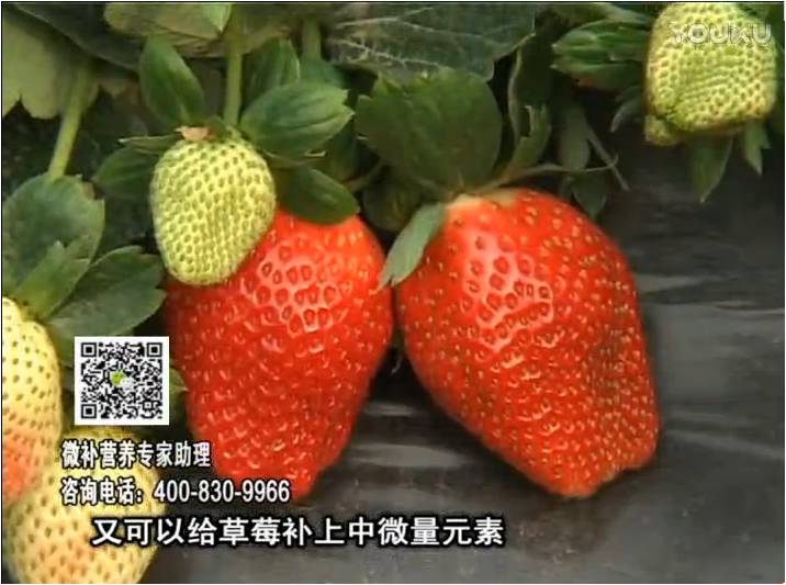 20170123珠江臺搖錢樹：草莓用微補方案，促根苗壯、開花坐果好