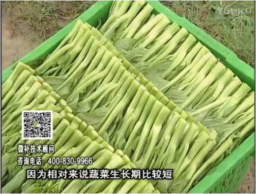 20170306珠江臺搖錢樹：蔬菜澆施微補根力鈣+精力，提高蔬菜長勢，減少病害，提高收益